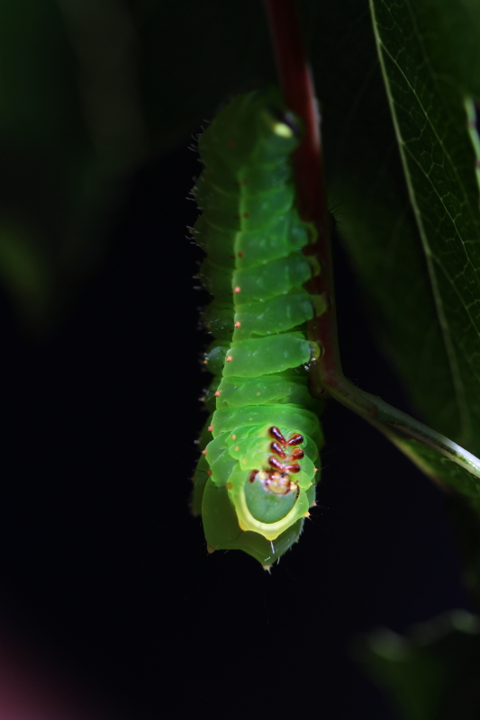 Actias Sinensis, Monocromie ou Albinos Sinens12