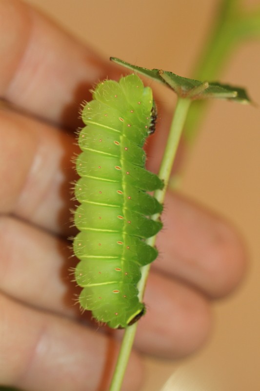 Actias Sinensis, Monocromie ou Albinos Sinens20