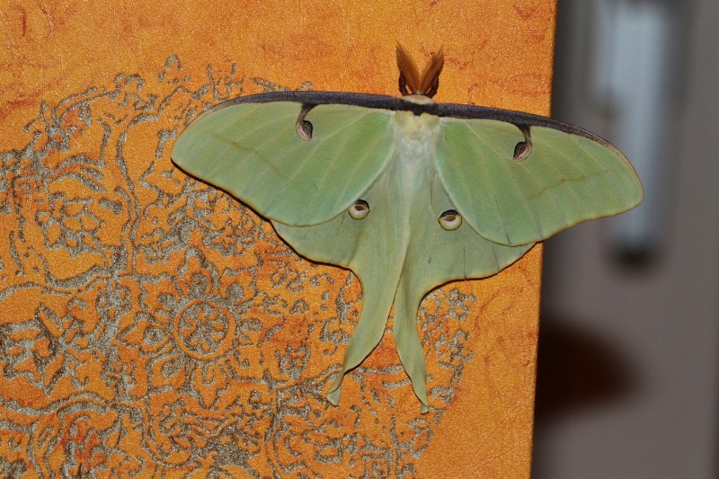 Actias Sinensis, Monocromie ou Albinos Sinens30