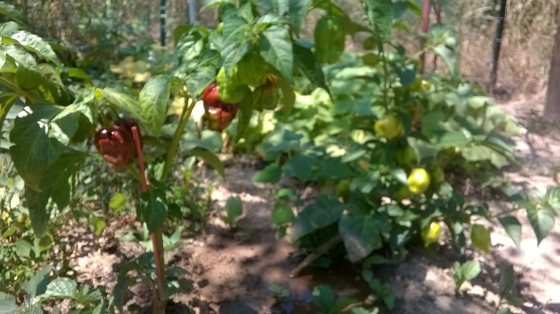 vi piace coltivare i peperoncini? Wp_20116