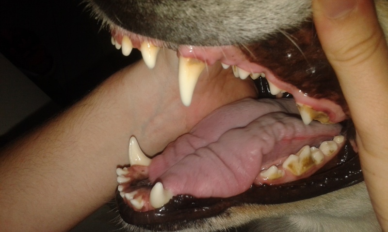Plaque off, pour prévenir le tartre dentaire chez le chien? - Page 2 20150810