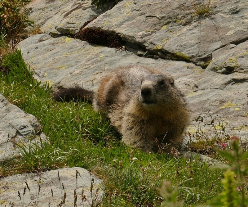 Indigènes du Mercantour Marmot14
