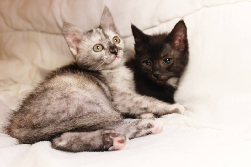 Loula (black Smoke) et Lanka (noire médaillon blanc) chatonnes à adopter ensemble nées le 08 Juin 11874311
