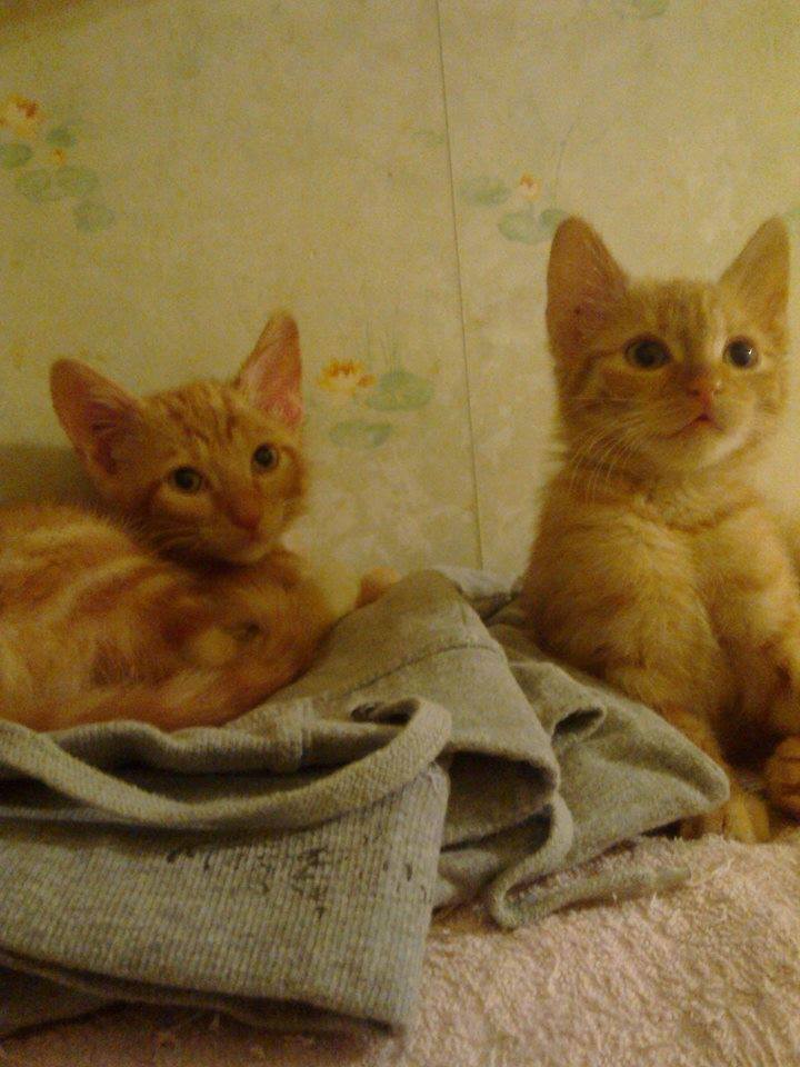 Lyona et Looky - chatons roux née en Mai 2015 adoptés ensemble 11880410