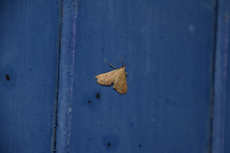 Eilema lurideola, Endotricha flammealis, Protodeltote pygarga, Idaea macilientara, Celypha woodiana, Acronicta leporina, Drymonia querna 2015-025