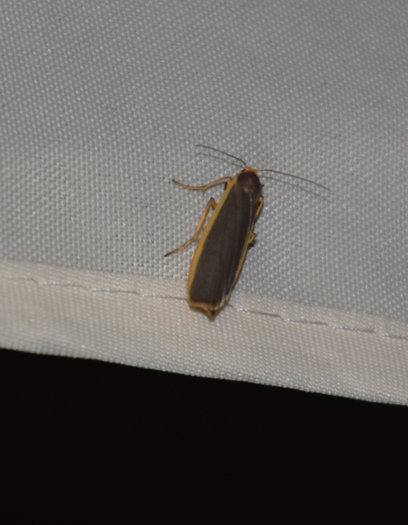 Eilema lurideola, Endotricha flammealis, Protodeltote pygarga, Idaea macilientara, Celypha woodiana, Acronicta leporina, Drymonia querna 2015-026