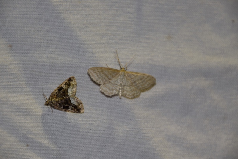 Eilema lurideola, Endotricha flammealis, Protodeltote pygarga, Idaea macilientara, Celypha woodiana, Acronicta leporina, Drymonia querna 2015-027