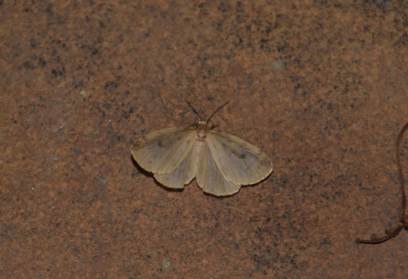 [Thumatha senex] (Nudaria mundana), Celypha striana, Argyresthia retinella 2015-057