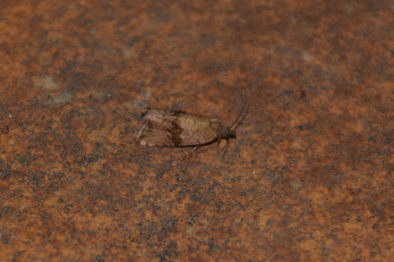 [Thumatha senex] (Nudaria mundana), Celypha striana, Argyresthia retinella 2015-058