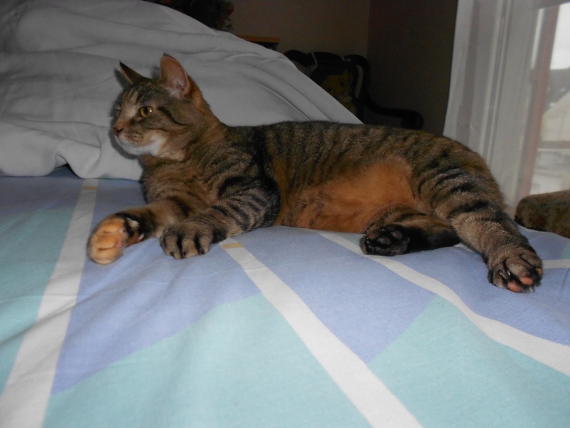 LOONA (01/11/2009) : une douce chatte qui n'a d'yeux que pour son maitre Dscn1510