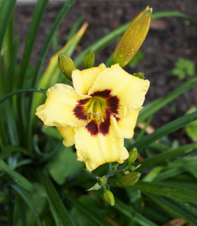 Hemerocallis - Taglilien - Schönheiten im Juni und Juli - Seite 6 00115