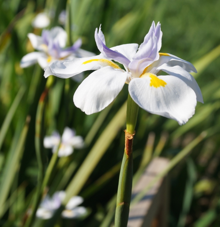 iris - Schwertliliengewächse: Iris, Tigrida, Ixia, Sparaxis, Crocus, Freesia, Montbretie u.v.m. - Seite 7 01719