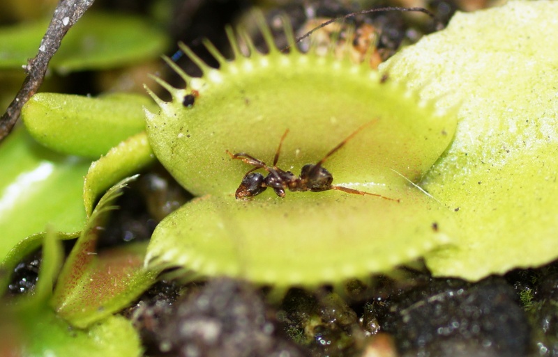 Aussaat - Karnivoren / insektenfangende Pflanzen Teil 1 - Seite 76 04413