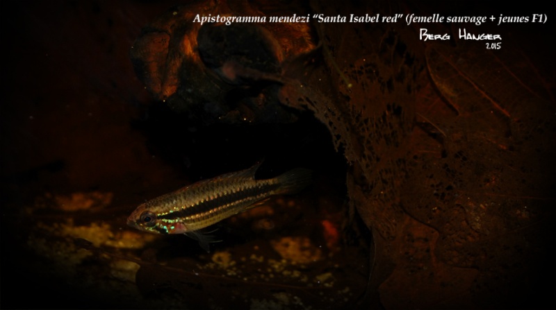 Apistogramma Mendezi Santa Isabel red sauvage - Page 3 Femell11