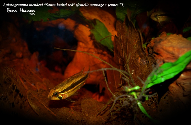 Apistogramma Mendezi Santa Isabel red sauvage - Page 3 Femell13