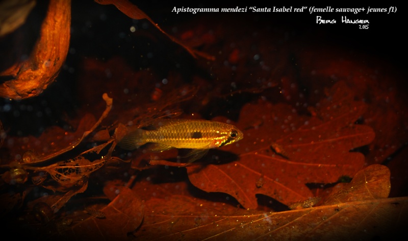 Apistogramma Mendezi Santa Isabel red sauvage - Page 2 Mendez19