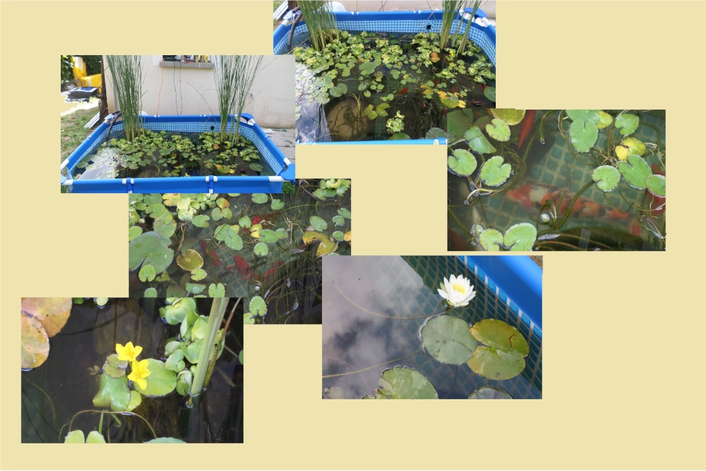 reamenagement de mon bassin de jardin - Page 7 201510