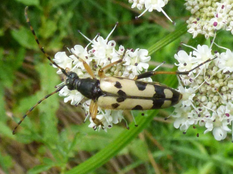 Rutpela maculata Rutpel11