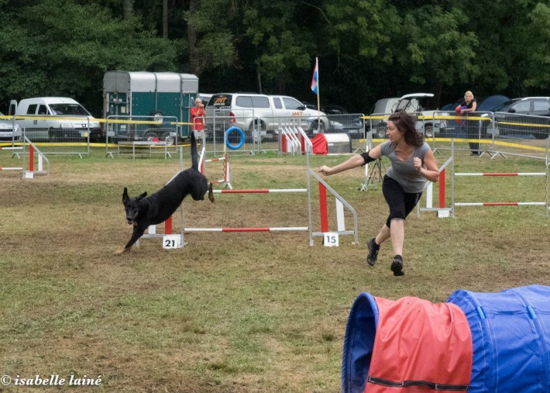 avallon agility cup 2015 - photos Koom_11