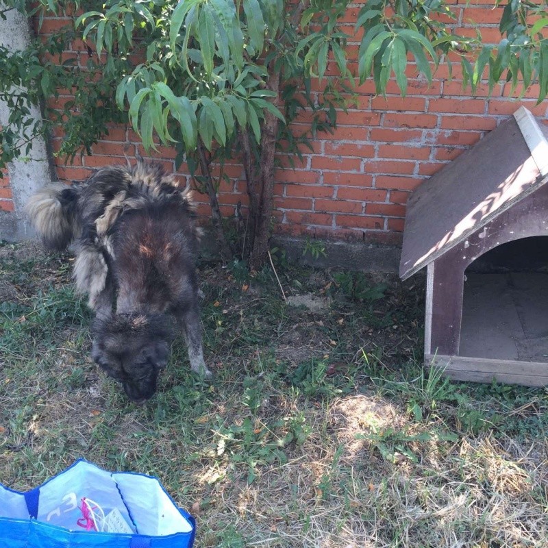 CAGNOTTE POUR LES SOINS DES CHIENS DU REFUGE DE BELLA - SERBIE Photo_11