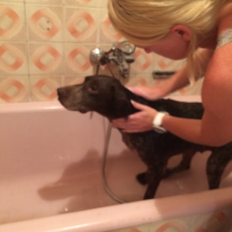 CAGNOTTE POUR LES SOINS DES CHIENS DU REFUGE DE BELLA - SERBIE Photo_16