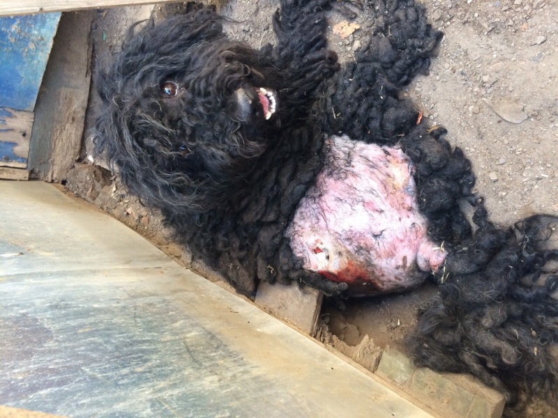 CAGNOTTE POUR LES SOINS DES CHIENS DU REFUGE DE BELLA - SERBIE Photo_20