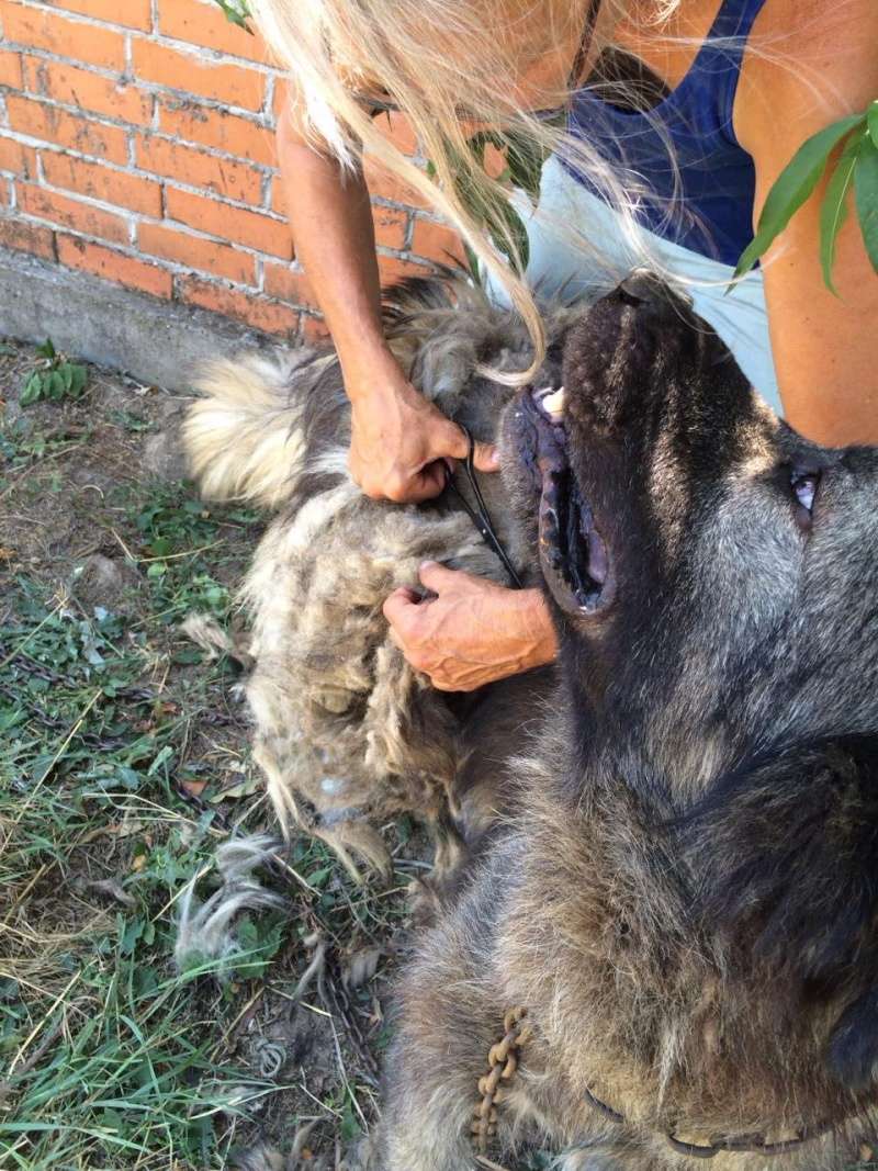 CAGNOTTE POUR LES SOINS DES CHIENS DU REFUGE DE BELLA - SERBIE Photo_27