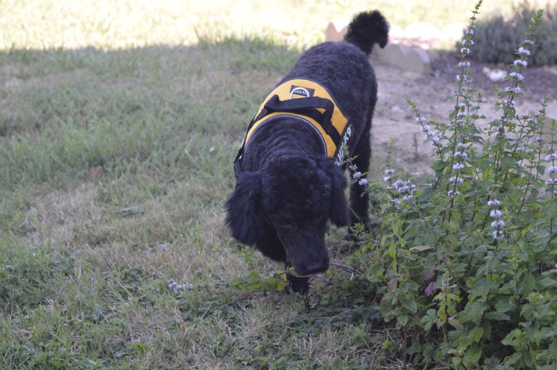 LORI CANICHE MALE 3 ANS MUKITZA (BELLA SERBIE) 05_08_14