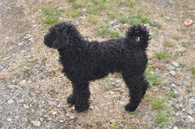 LORI CANICHE MALE 3 ANS MUKITZA (BELLA SERBIE) 1er_ao11