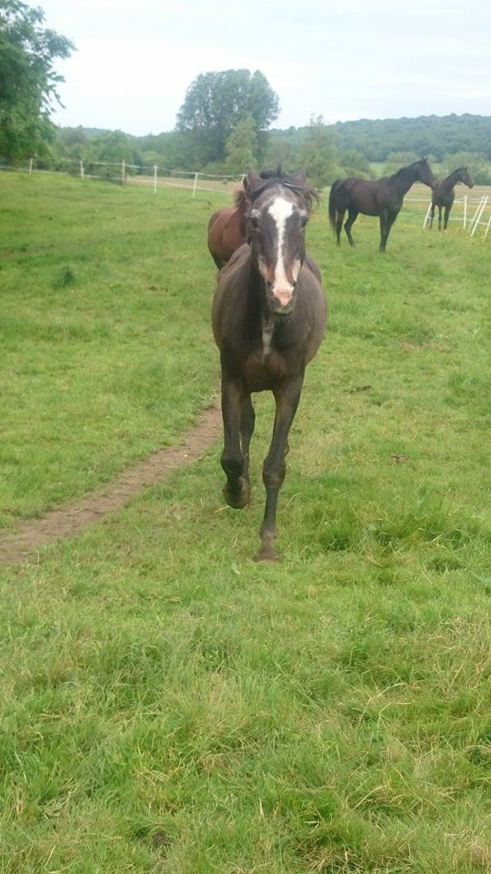 cheval - Gamin Cheval O.N.C adopté  par Matcheck 11301310