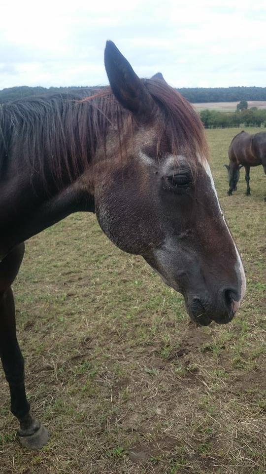 cheval - Gamin Cheval O.N.C adopté  par Matcheck - Page 2 G310