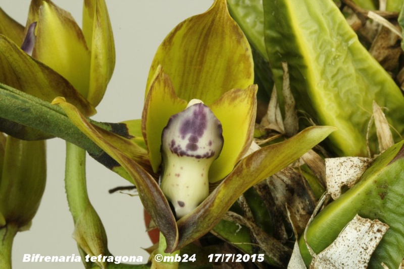  Bifrenaria tetragona Bifren15