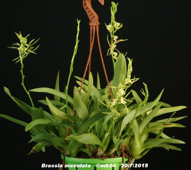 Brassia maculata Brassi12