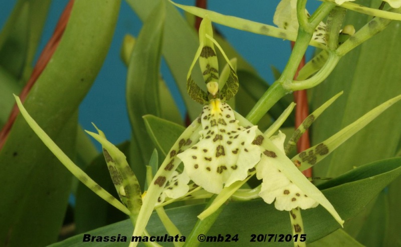 Brassia maculata Brassi14