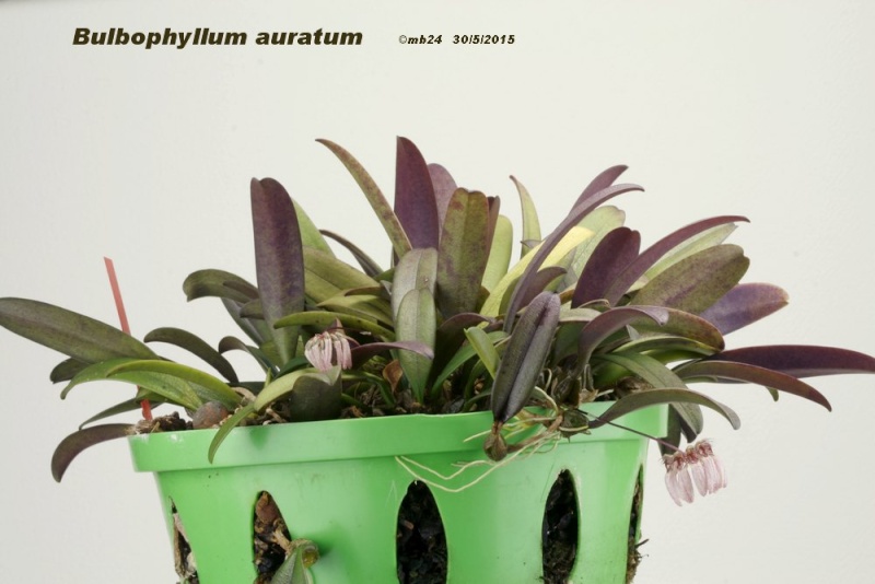 Bulbophyllum auratum Bulbop10