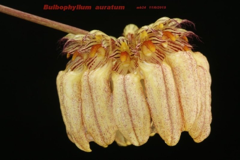 Bulbophyllum auratum  Bulbop11