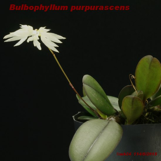 Bulbophyllum purpurascens Bulbop12