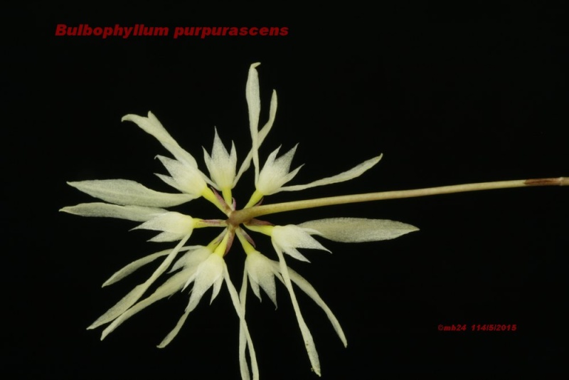 Bulbophyllum purpurascens Bulbop13