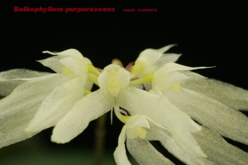 Bulbophyllum purpurascens Bulbop14
