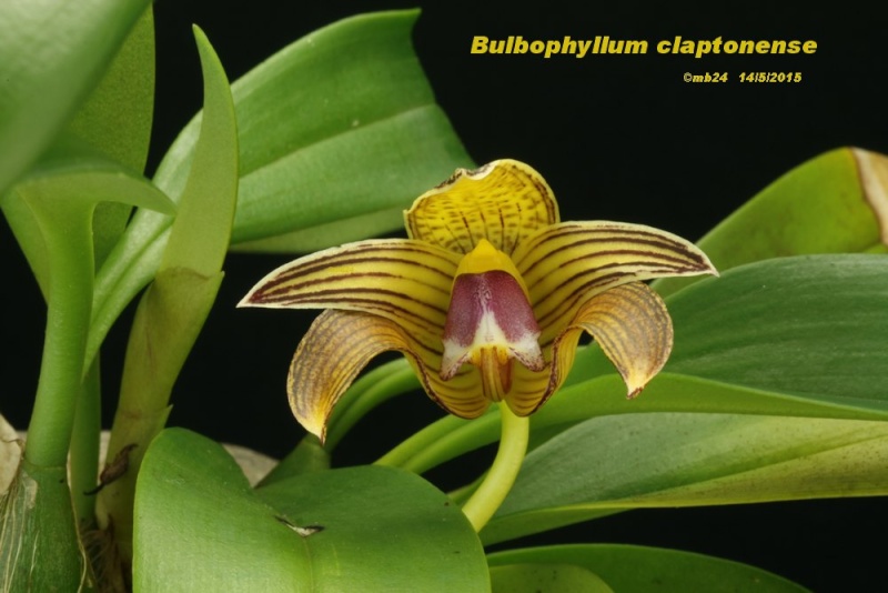 Bulbophyllum claptonense Bulbop15