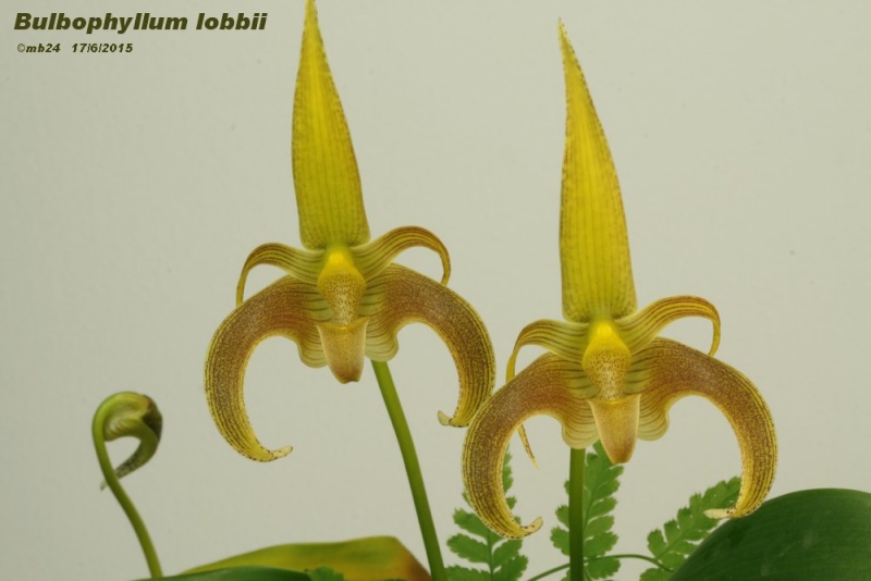 Bulbophyllum lobbii Bulbop18