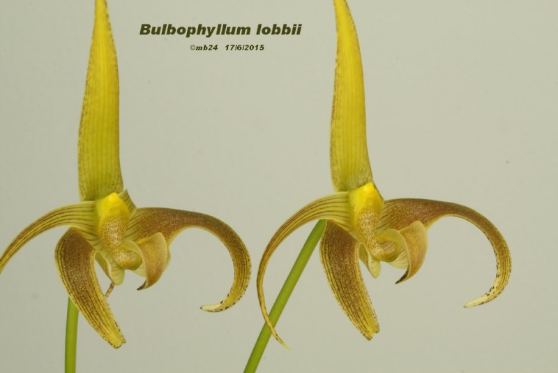 Bulbophyllum lobbii Bulbop19