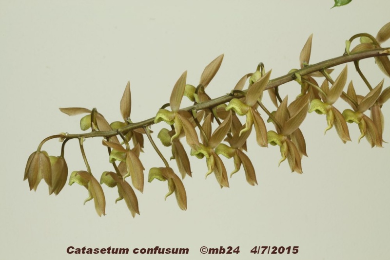 Catasetum confusum Catase21