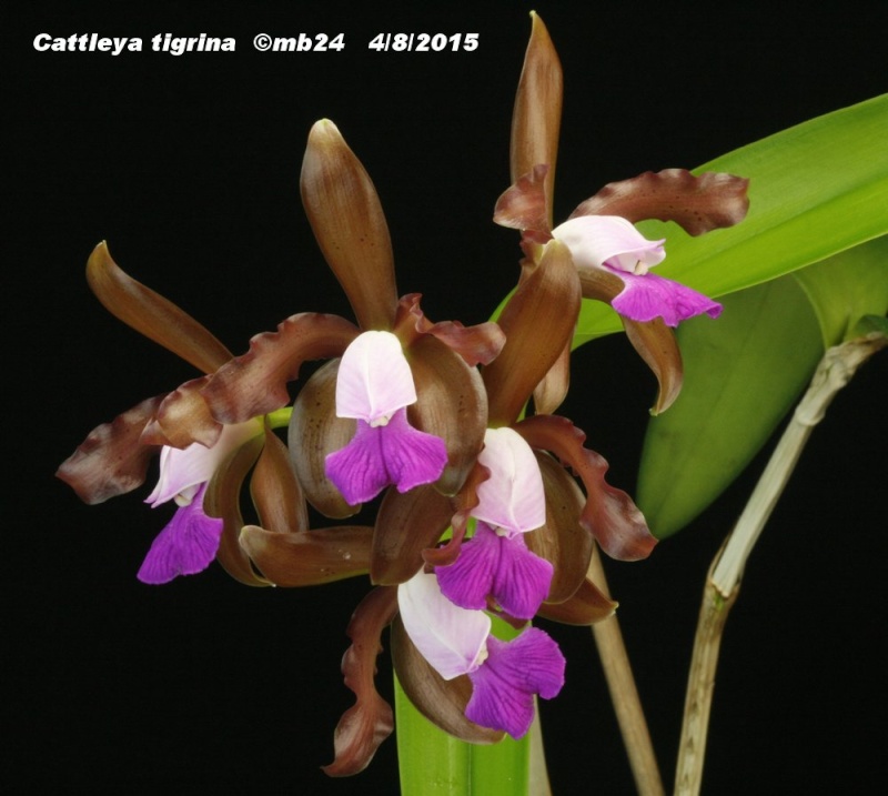 Cattleya tigrina Cattle14