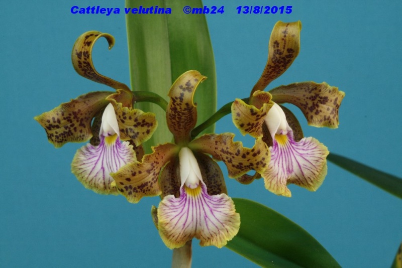 Cattleya velutina Cattle17