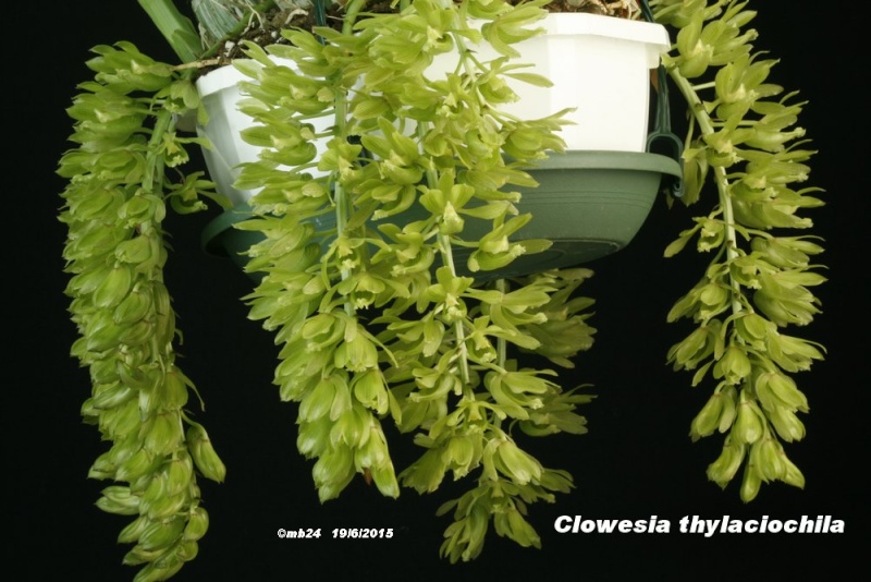 Clowesia thylaciochila Clowes11