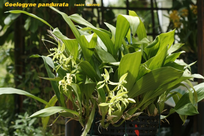 Coelogyne pandurata Coelog10