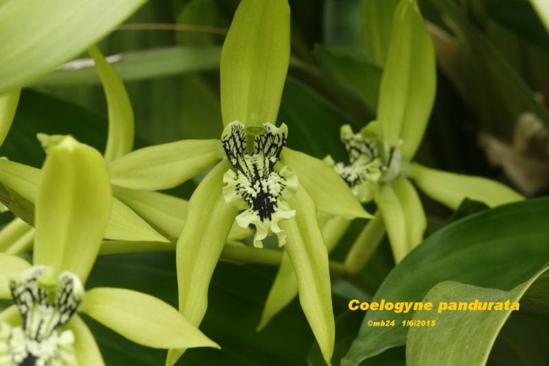 Coelogyne pandurata Coelog11