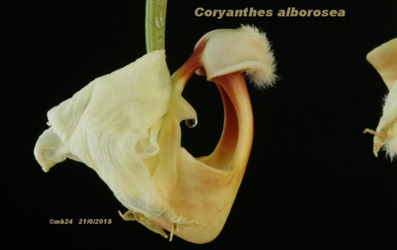 Coryanthes alborosea Coryan12
