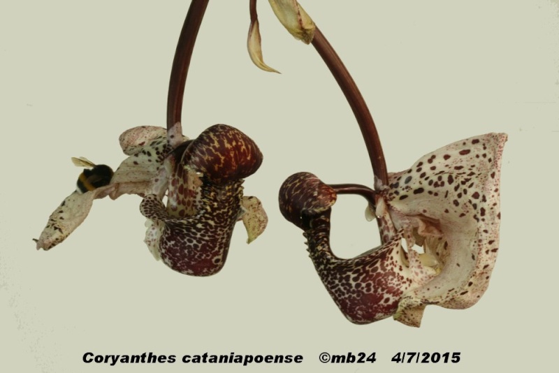 Coryanthes cataniapoense Coryan14